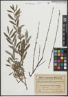 Foto von Salix purpurea L. x Salix repens L.